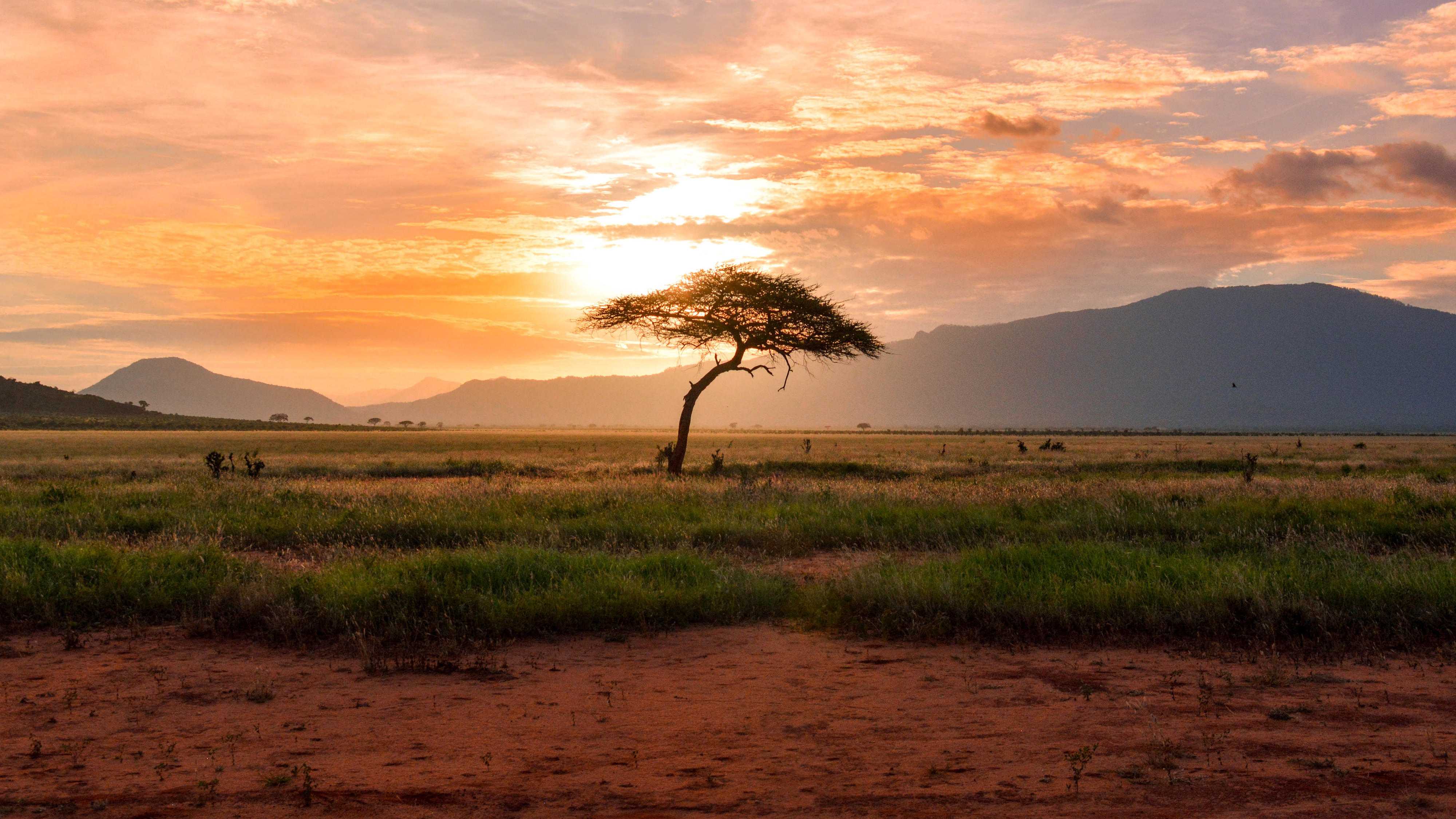 Сколько деревьев произрастает в северной Африке: NASA удалось подсчитать их количество