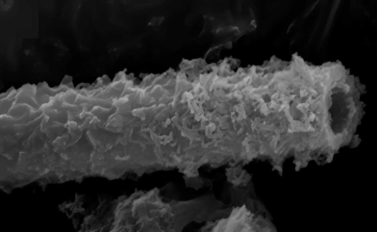 Минерализованный «чехол» бактерии Leptothrix spp. под микроскопом В марсианском грунте заподозрили наличие следов окисляющих железо организмов