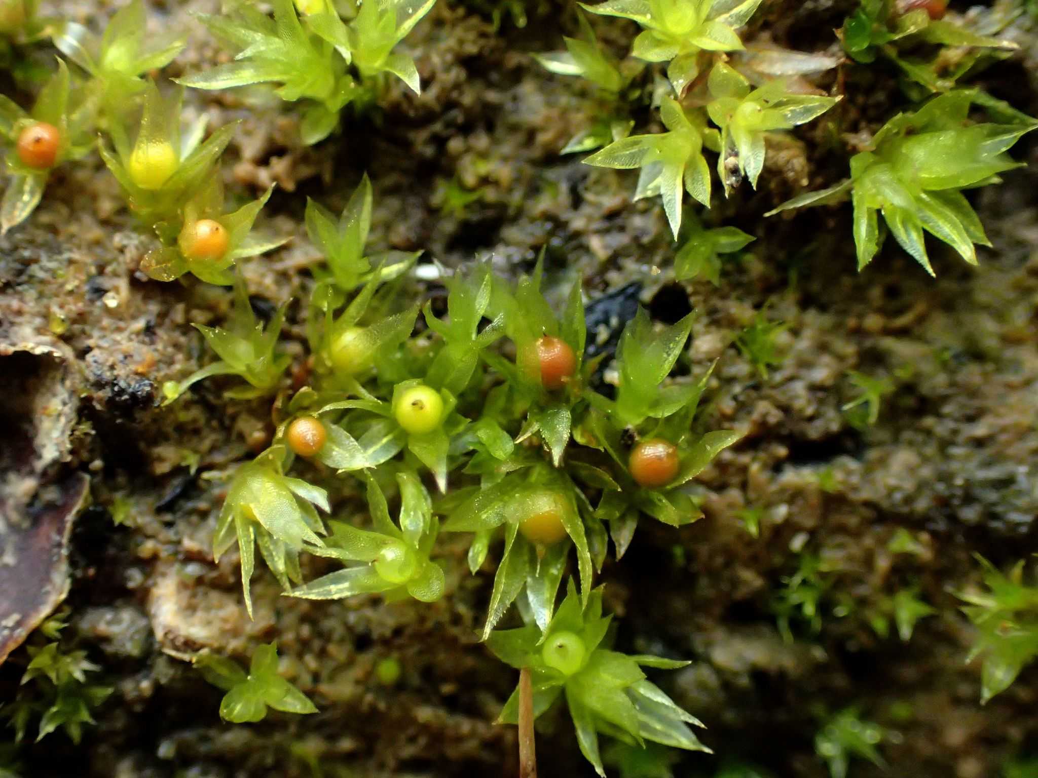 Мох Physcomitrium patens с коробочками-спорангиями Мох в космосе